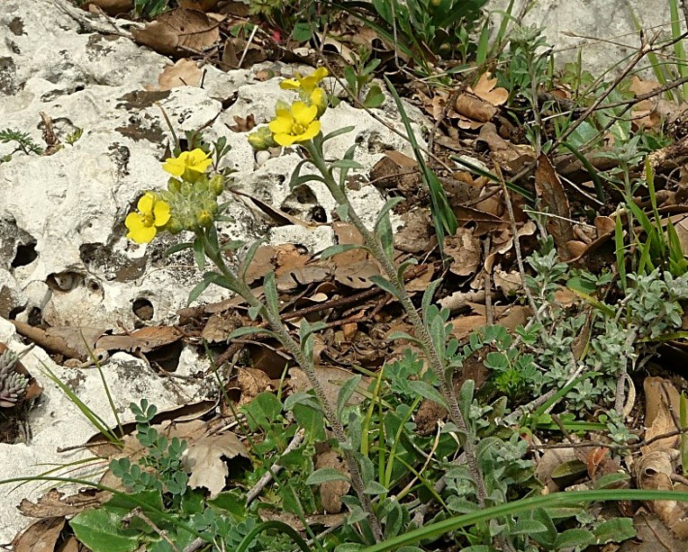 Alyssum montanum